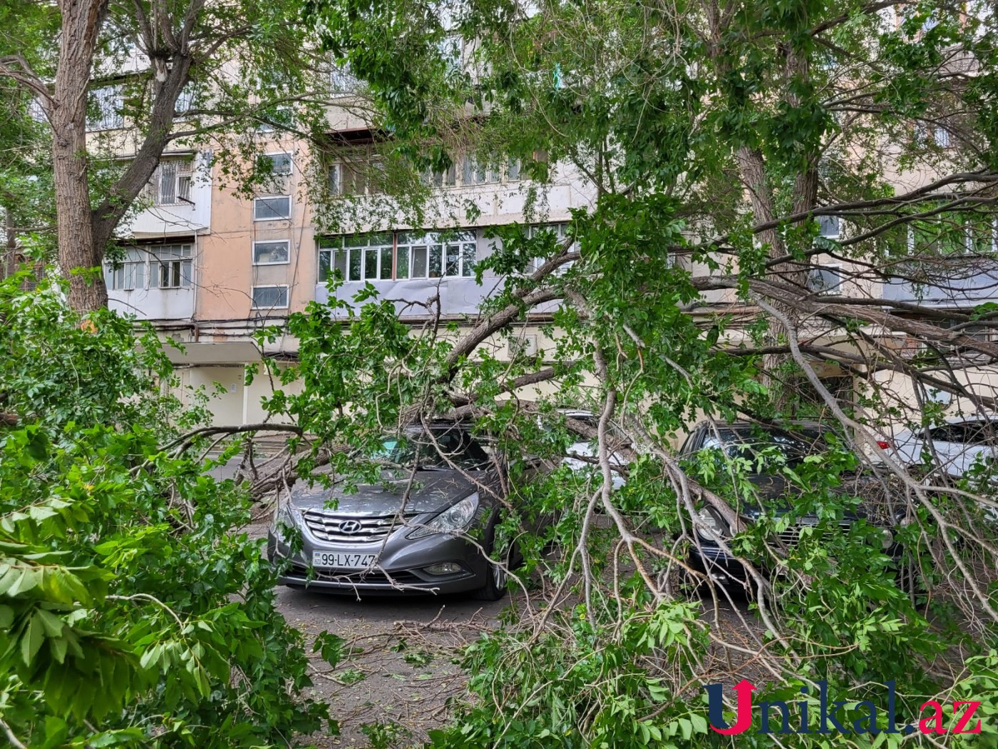 Bakıda ağac avtomobillərin üzərinə aşdı - FOTOLAR